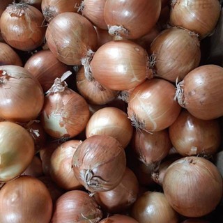 

Bawang Bombay Segar import Karungan 1kg