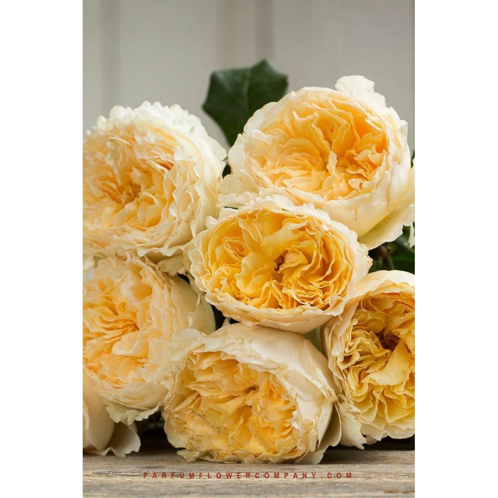 MAWAR IMPORT BEATRICE (indukan)