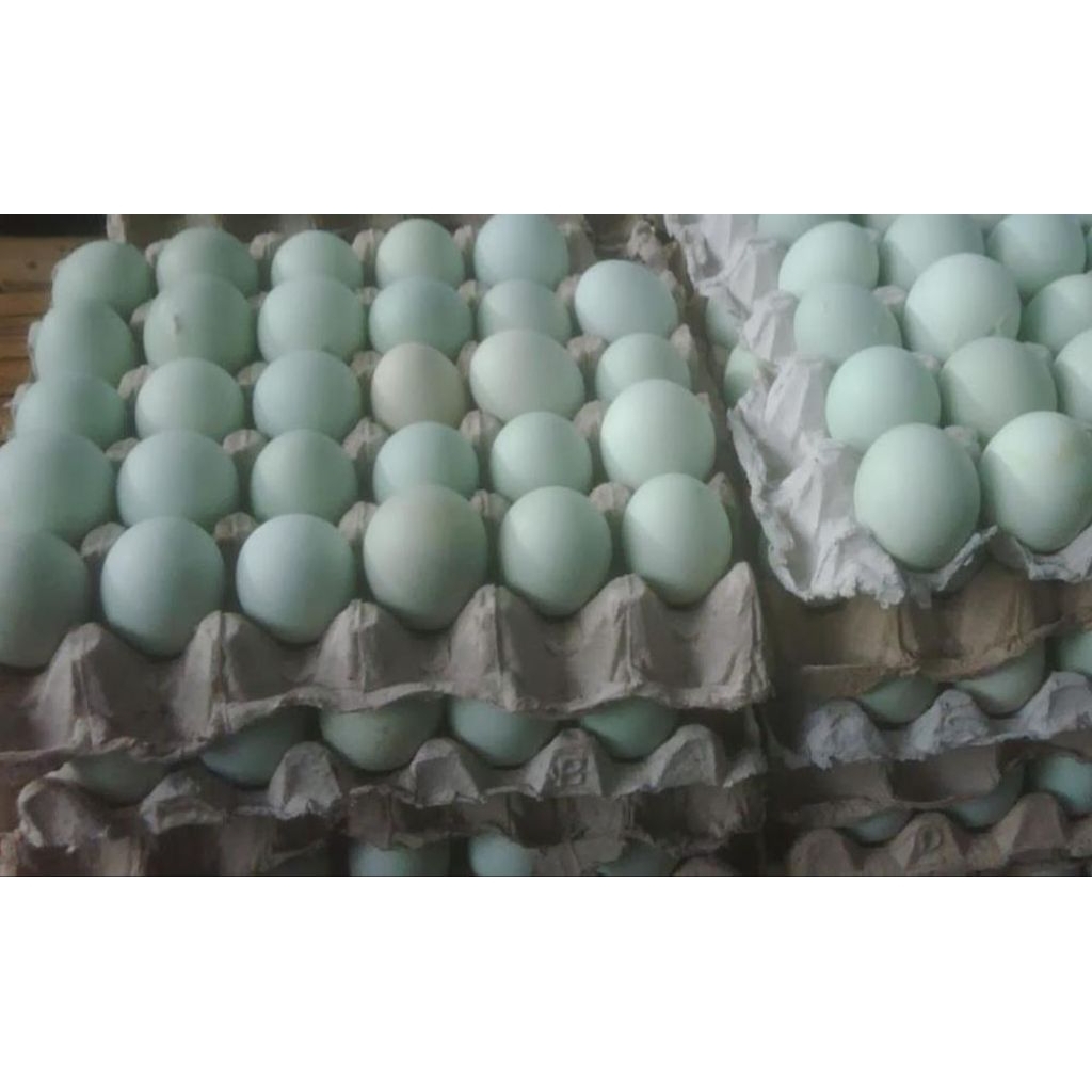 

Telur bebek hijau/putih/ perbutir/telur bebek mentah fresh ternak sendiri/telur bebek mentah super/berkhasiat untuk kesehatan