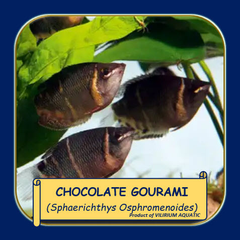 IKAN HIAS AIR TAWAR - SEPAT COKLAT / CHOCOLATE GOURAMI (IKAN AQUASCAPE)