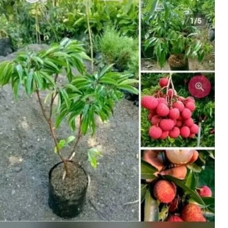 bibit leci merah cangkok batang besar full media