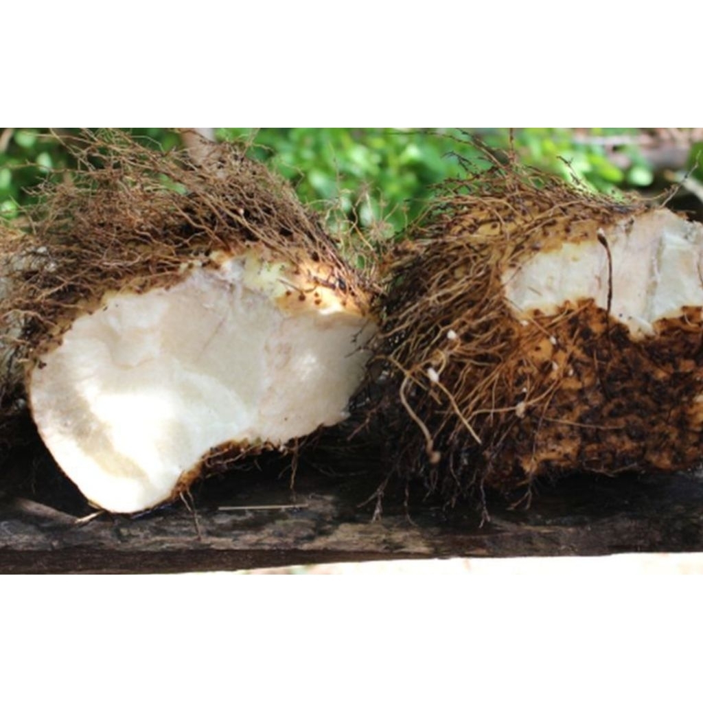 

UMBI GADUNG MENTAH / GADUNG MENTAH 1KG / GADUNG MENTAH FRESS