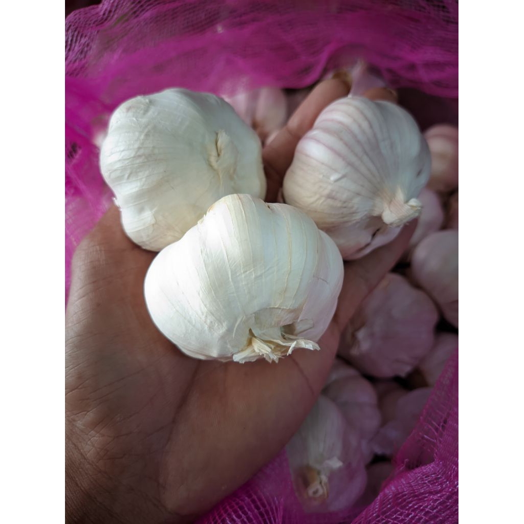 

Bawang Putih Super 1kg