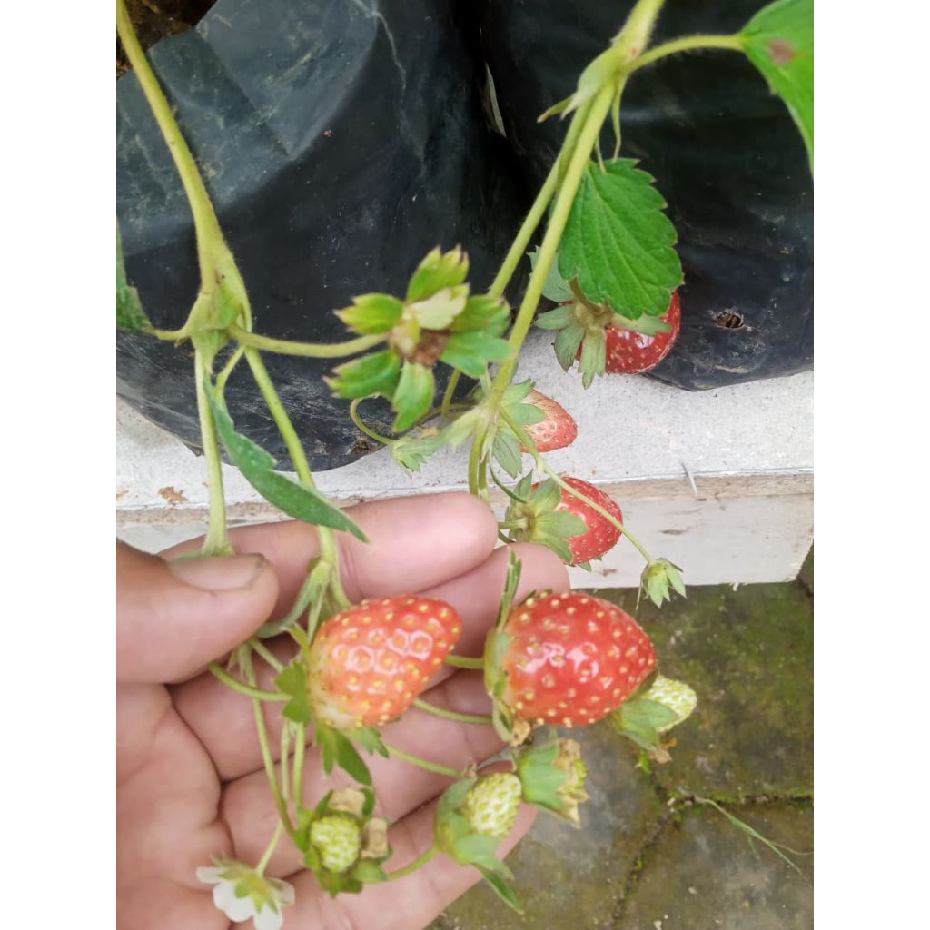 

Tanaman Stroberi Siap Buah