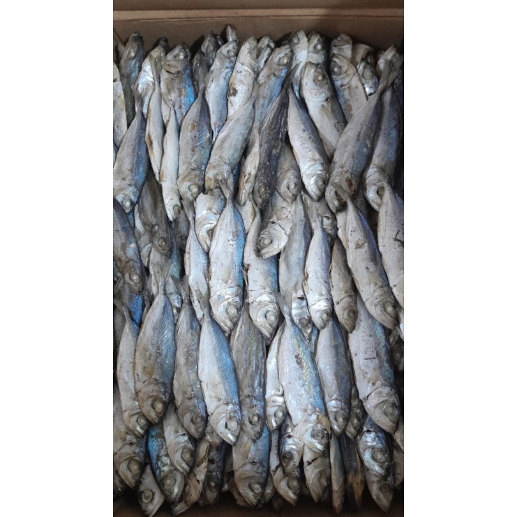 

ikan REBUS KAKAO harga 49 RB perkg x berat 10 KG perkotak