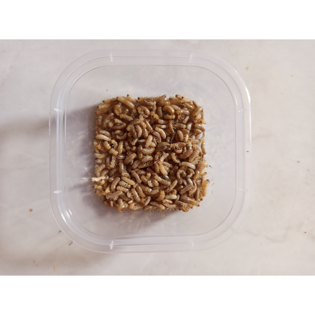 WARANGAS/POA/PUA/RANGAS UMPAN MANCING TRADISIONAL