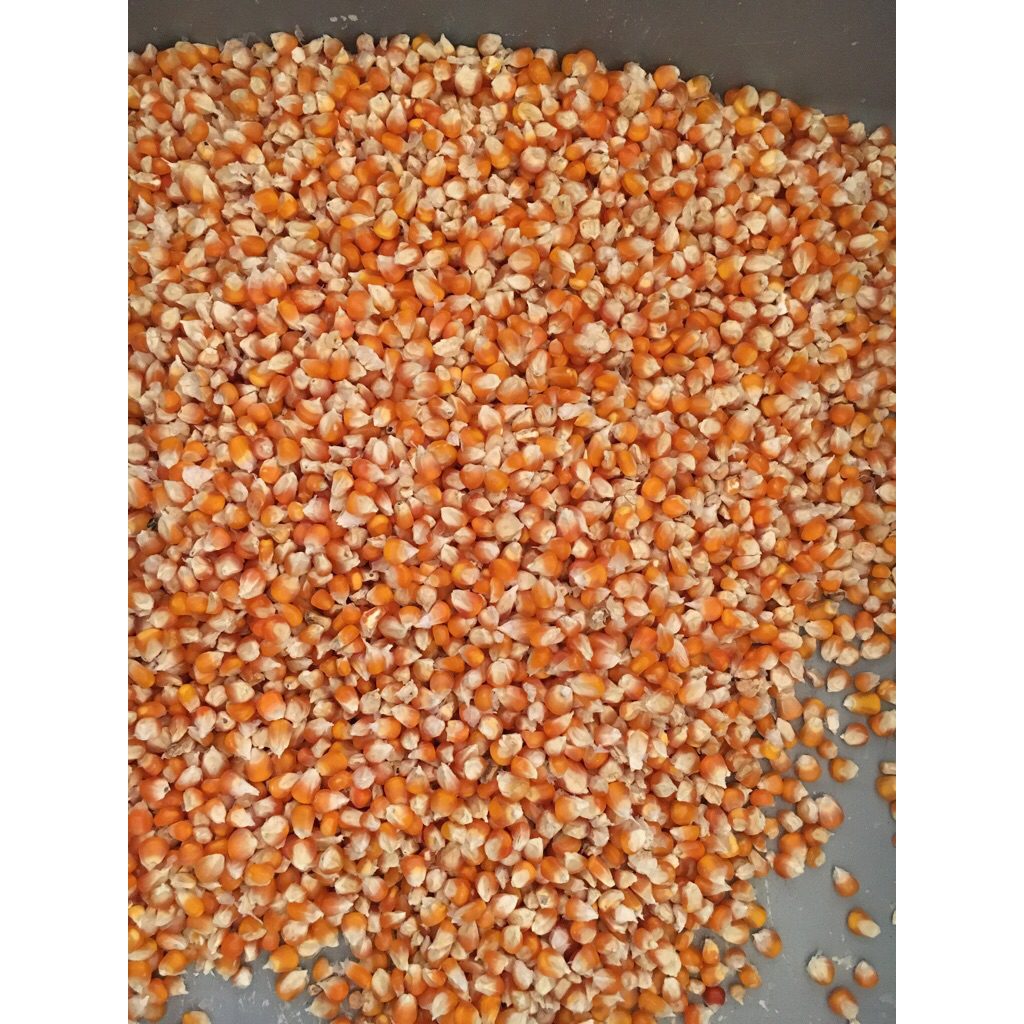 

Jagung Kecil / Jagung Perci Kuning Eceran 1Kg