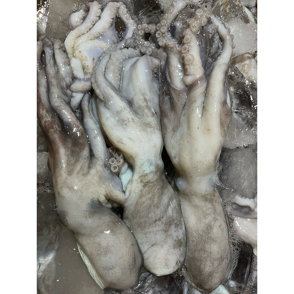 

GURITA JUMBO / GURITA POTONG BESAR
