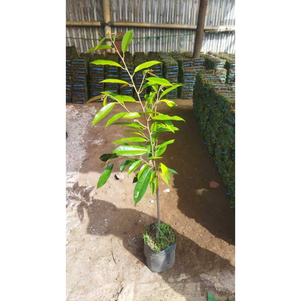 Tanaman  Duren Musang King Dalam Polybag
