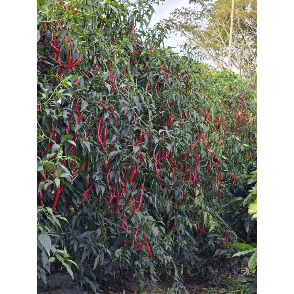 BIBIT CABE MERAH LOKAL BATU GARUT 30gram