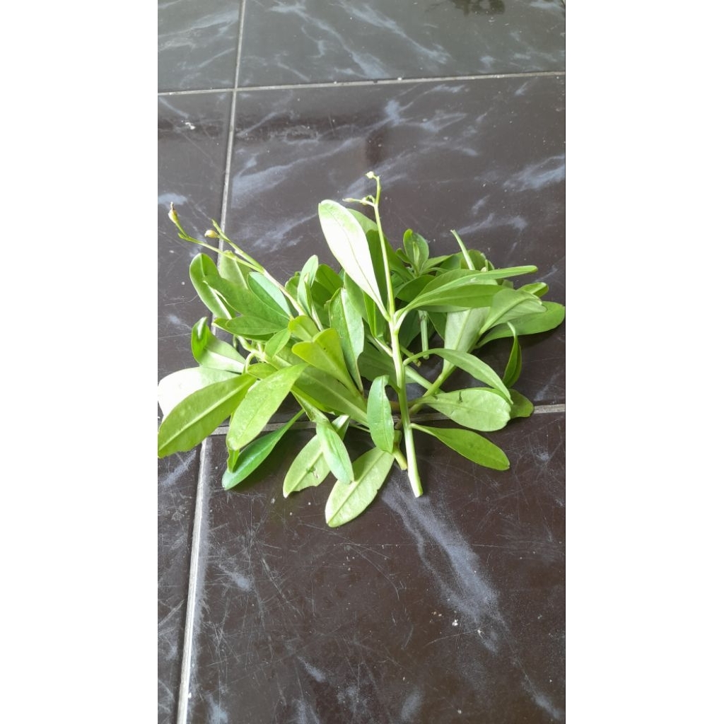 

Daun Ginseng Jawa 50 gram