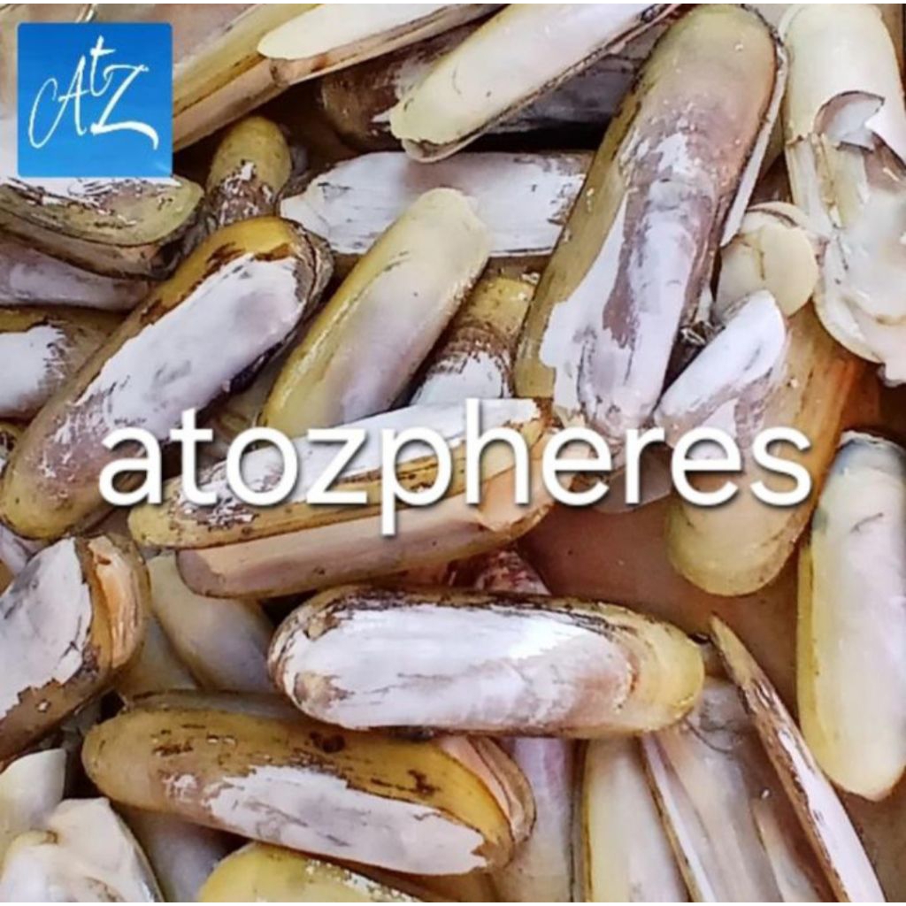 

Daging kerang bambu dalam cangkang mentah segar pilihan fresh bamboo clams 1kg