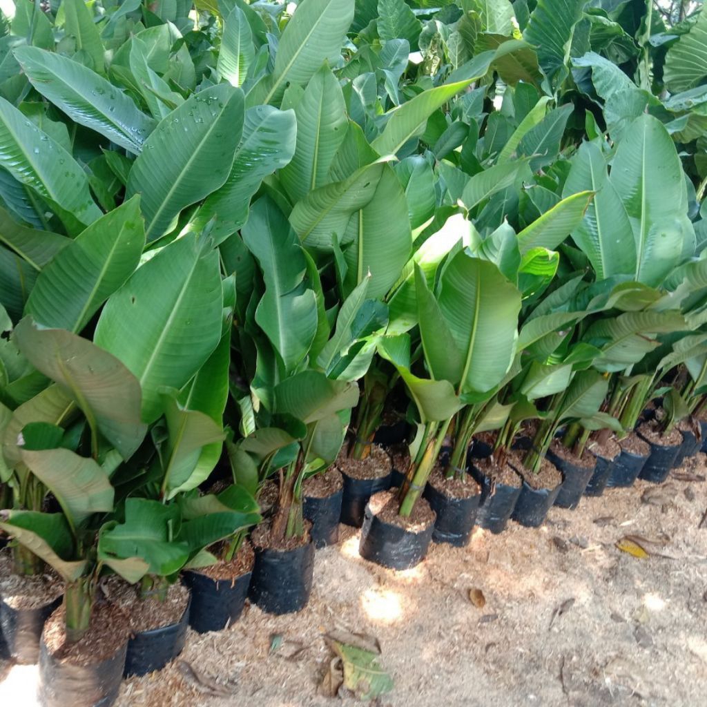 

paket 5 puhun pisang karibay tinggi 70-100