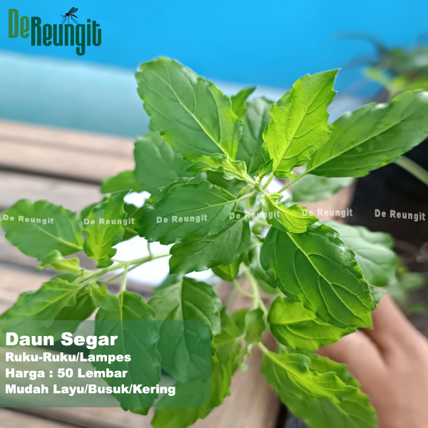 

Daun Ruku-Ruku 50 Lembar Segar