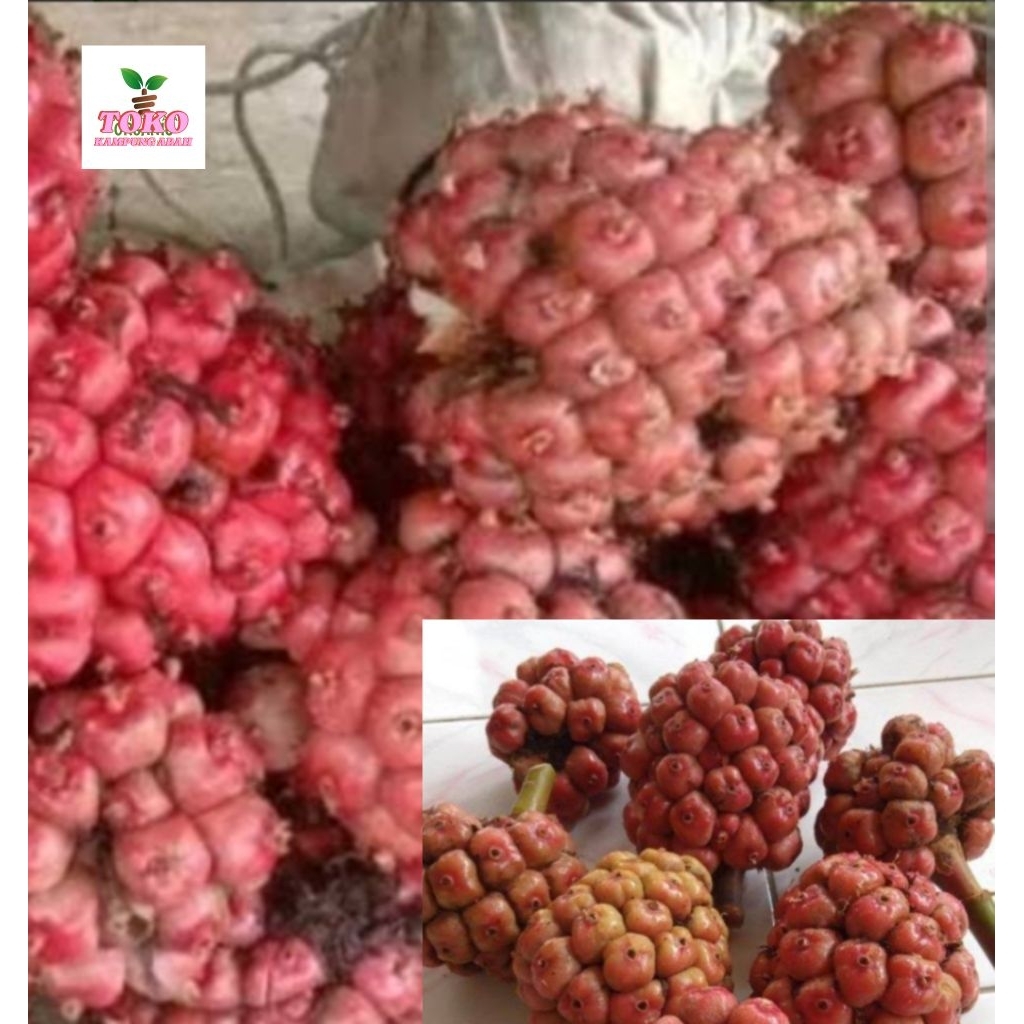 

buah honje segar fresh 1kg