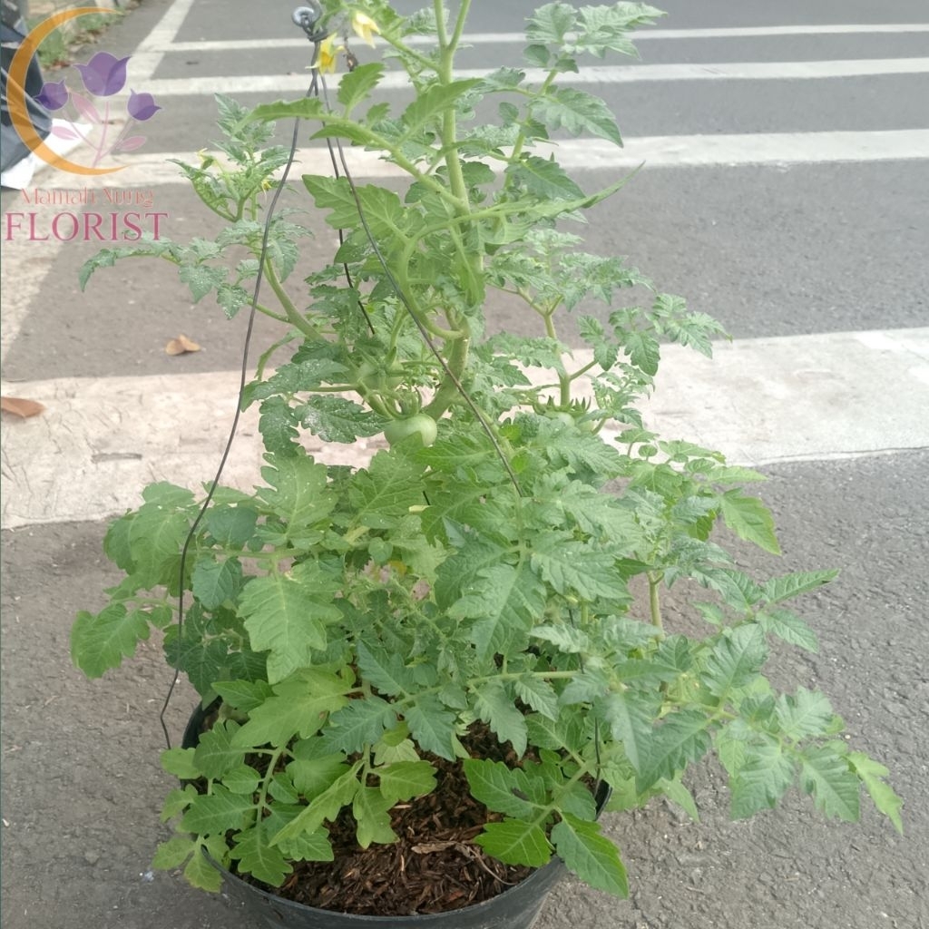 Bibit Tanaman Tomat Cherry | Tanaman Tomat Gantung Siap Berbuah