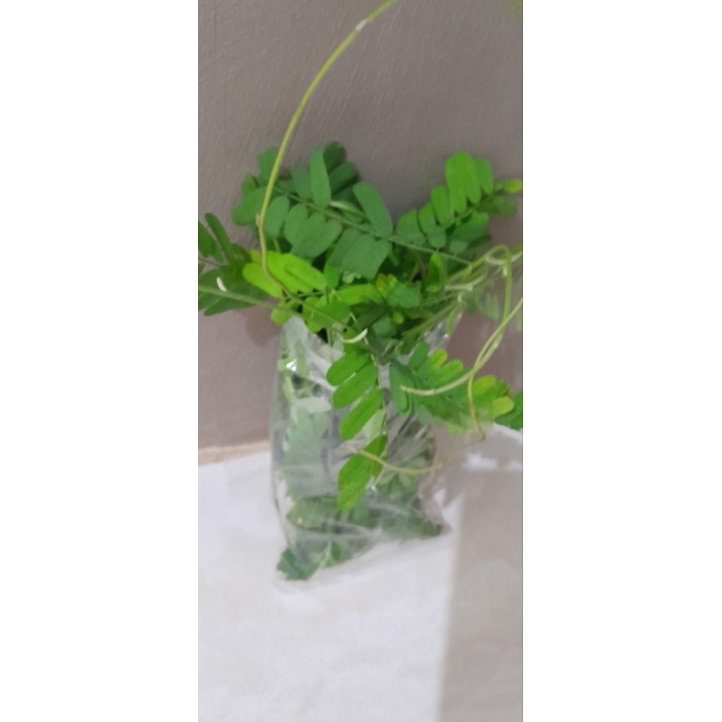 

Daun Saga, Daun kelor, Daun sirih, Daun salam, Daun sembung, Daun kumis kucing