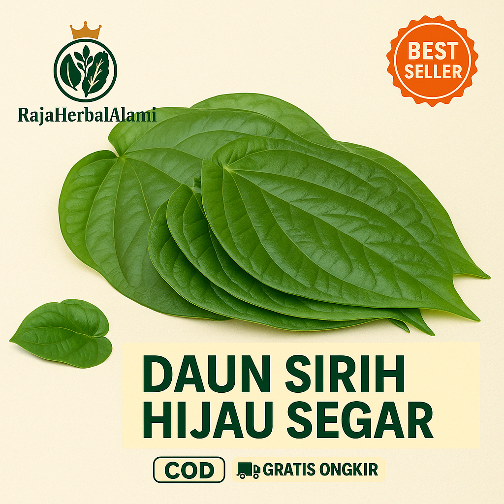 

Daun Sirih Hijau Segar – Daun Sirih Alami untuk Kesehatan & Ibadah I COD & GRATIS ONGKIR