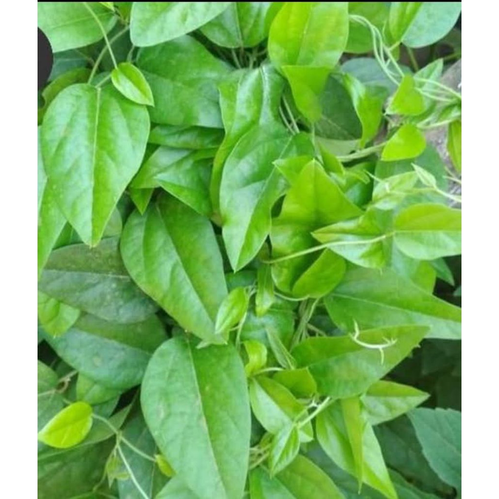

bibit dan daun cincau jeli atau cincau rambat per 100-500 lembar