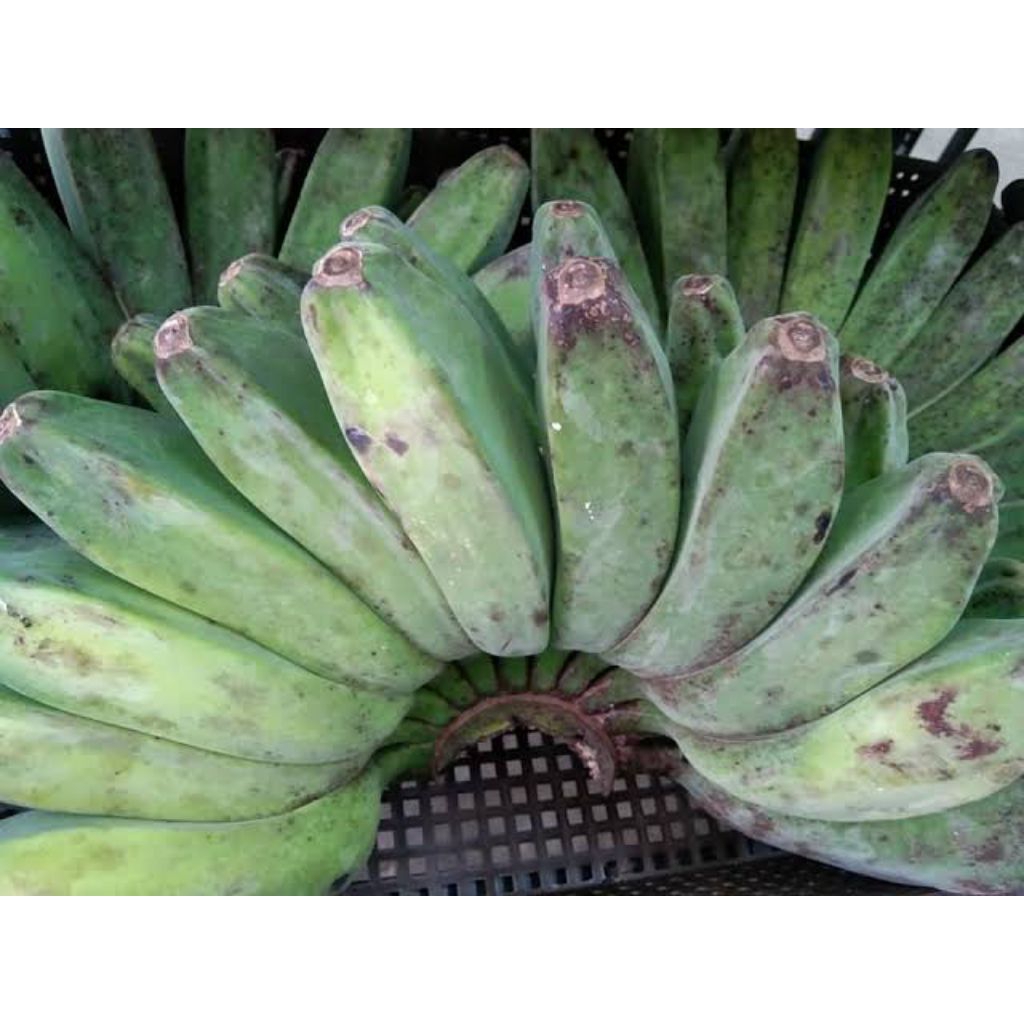 

Pisang Kepok Mentah 1 Sisir / Buah Pisang kepok
