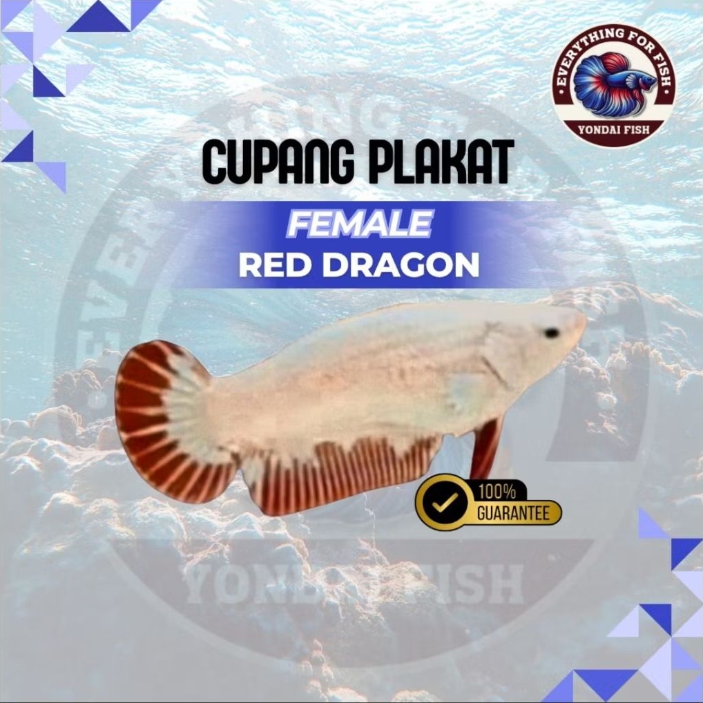 [FEMALE] Plakat Red Dragon | SUPER SNOW | TANPA SOBEKAN| TOP GRADE