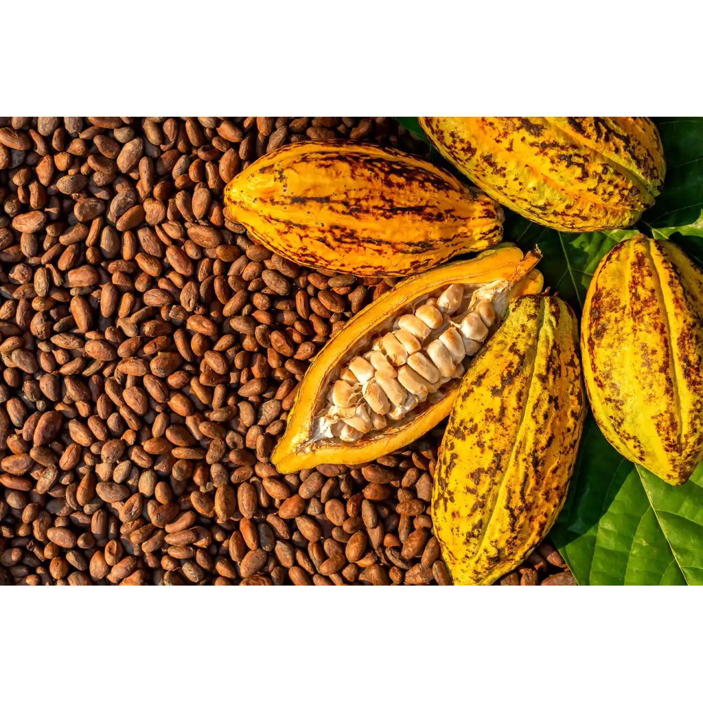 

Biji Kakao: Cocoa Beans