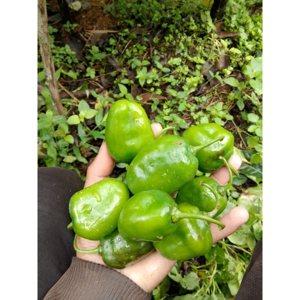 

Cabe Gendot 500 gr - 1000 gr
