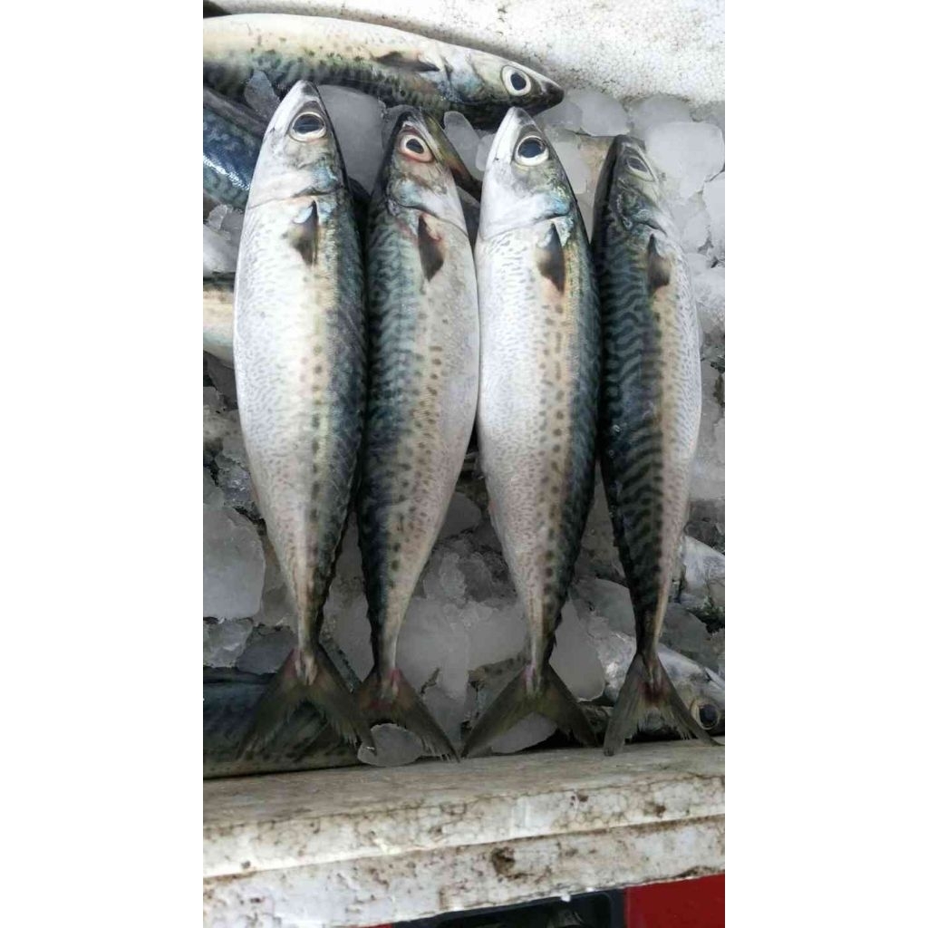 

Ikan Salem Makarel 1kg (isi 6-12) Fresh