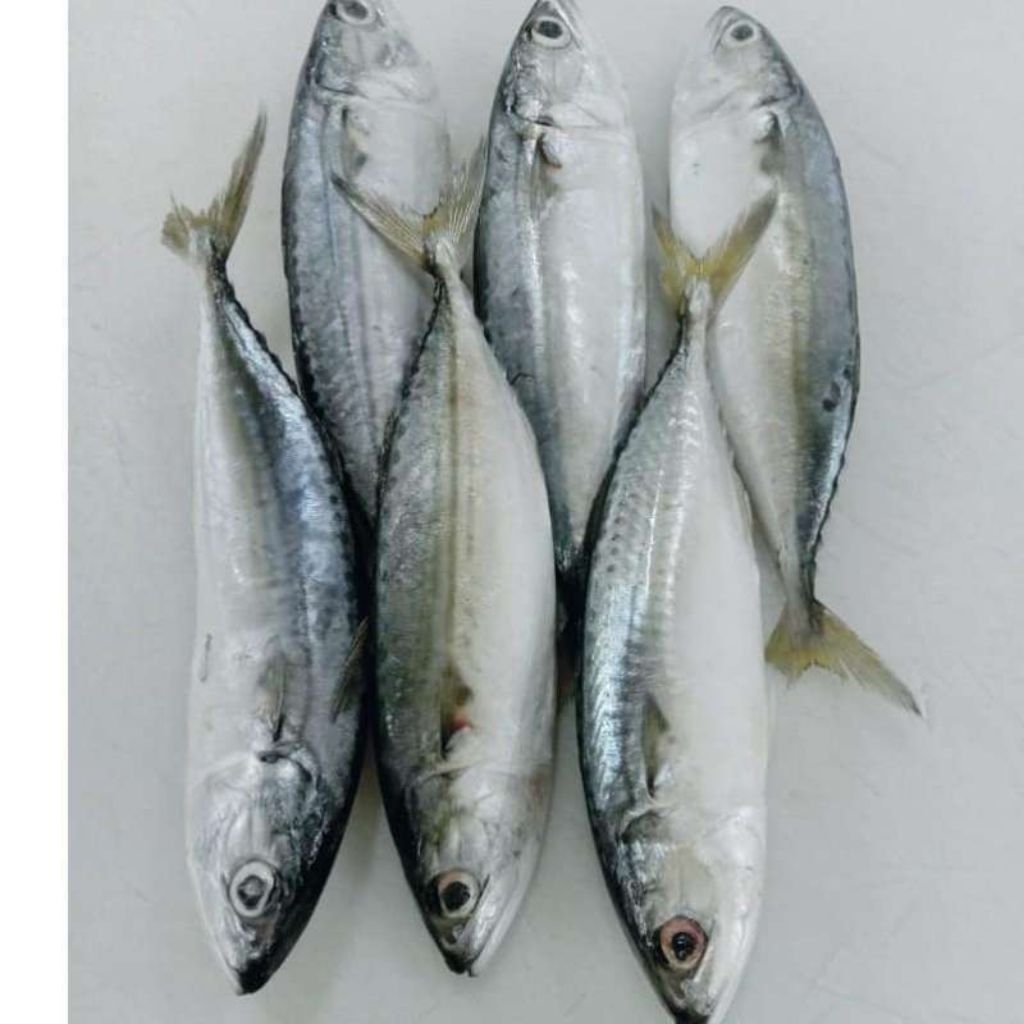 

Ikan Banjar Super (isi 6-8) Fresh