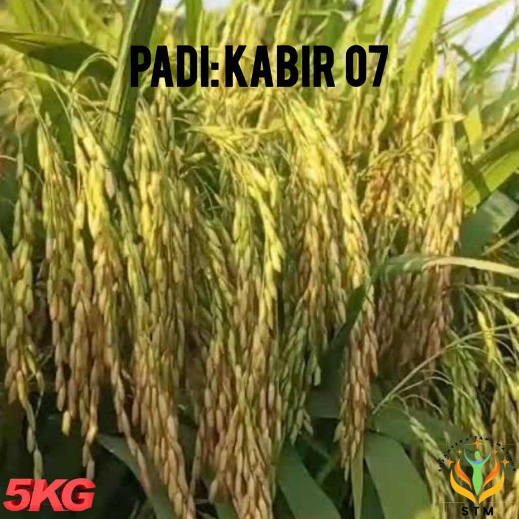 Bibit Padi Kabir 07 Super Unggul Kemasan 5Kg