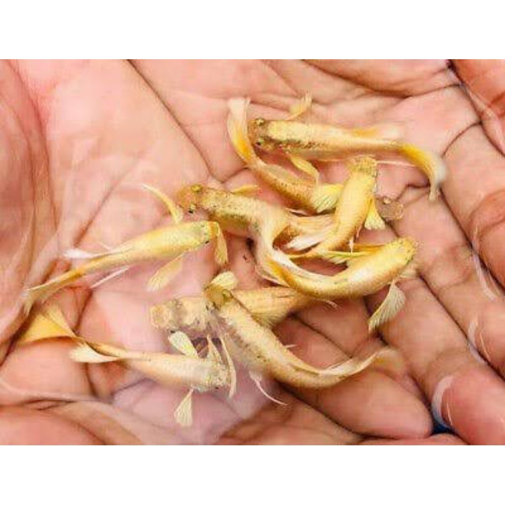 Ikan Guppy Full Gold