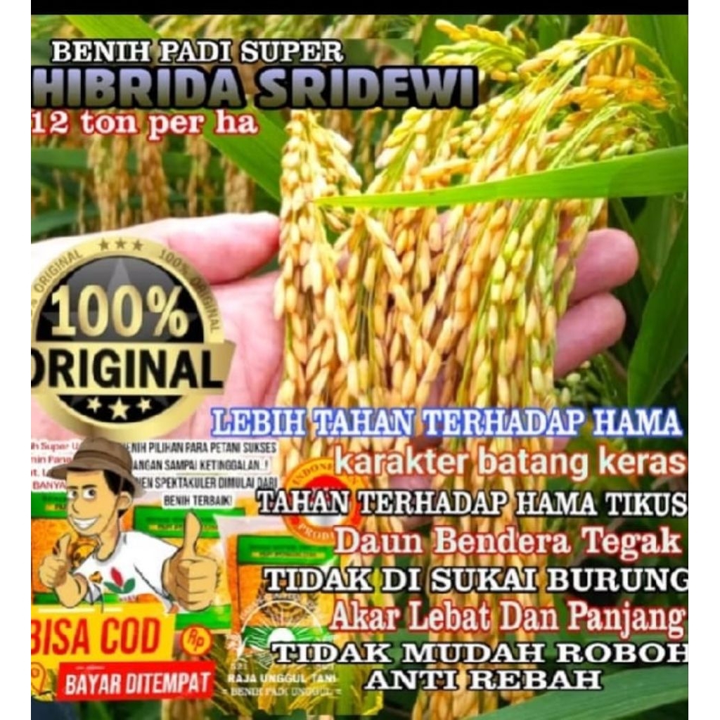 BENIH PADI BIBIT SUPER HIBRIDA f1 SRIDEWIUNGGUL GABAH BERKUALITAS GENJAH 1KG
