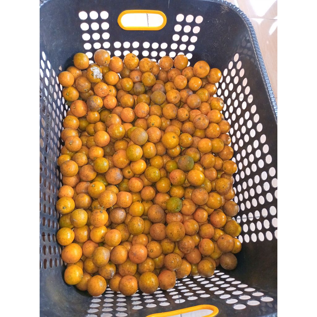 

1kg jeruk kasturi jeruk sonkit jeruk kunci matang segar baru petik dari pohon