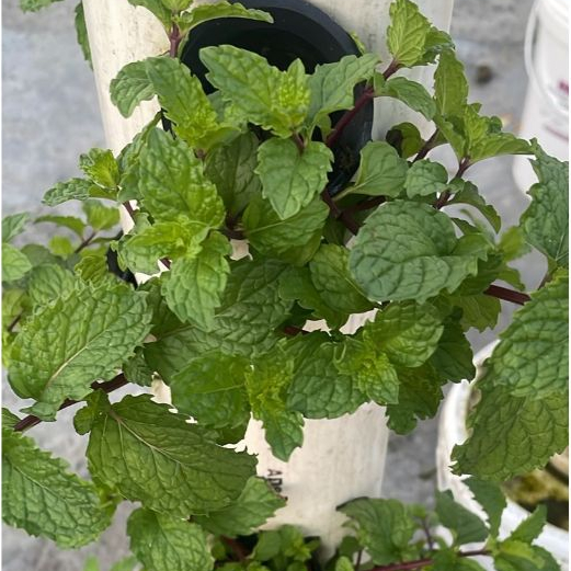 

Daun Mint Segar per Lembar