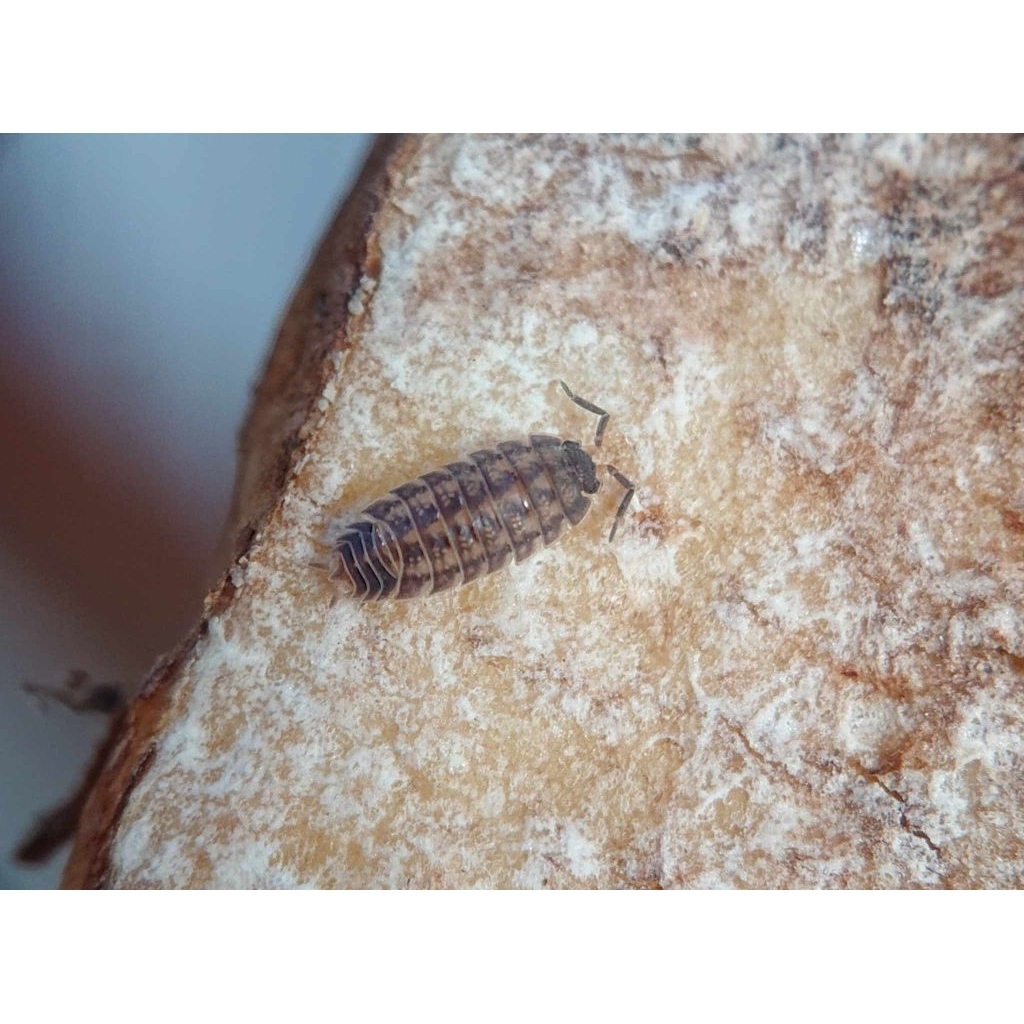 mainan Isopoda nagurus cristatus