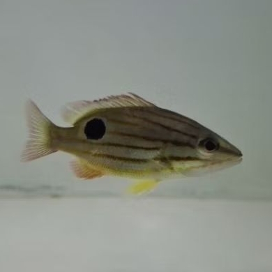 Kakap tompel air tawar 6-8cm / brackish air tawar