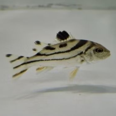 Ikan kerong-kerong air tawar 7-8cm / brackish air tawar