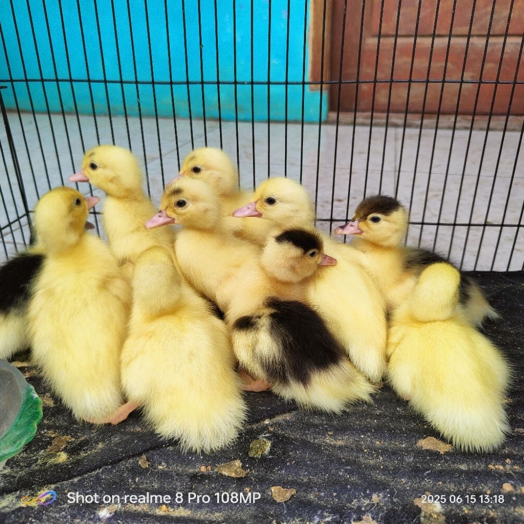 Minti/Anakan Entok Jumbo