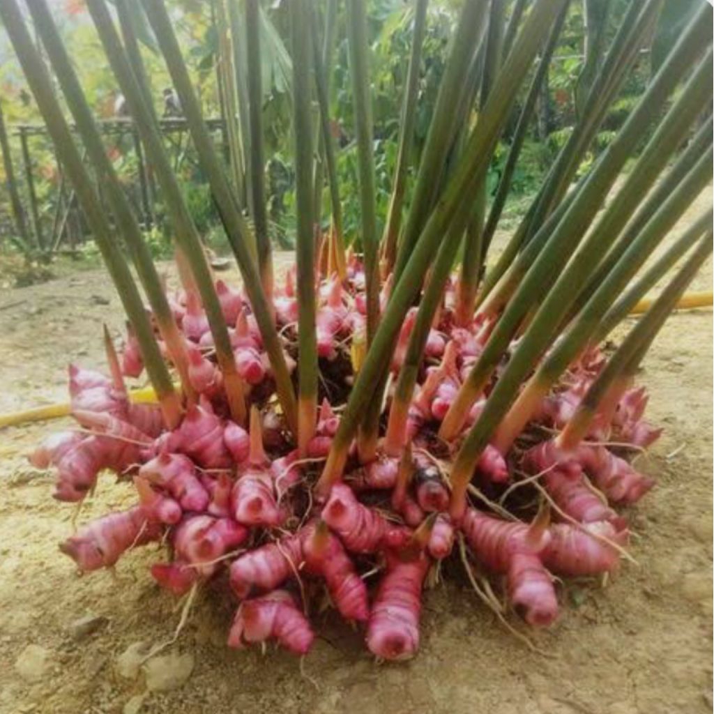 

lengkuas merah / laja lilin pres