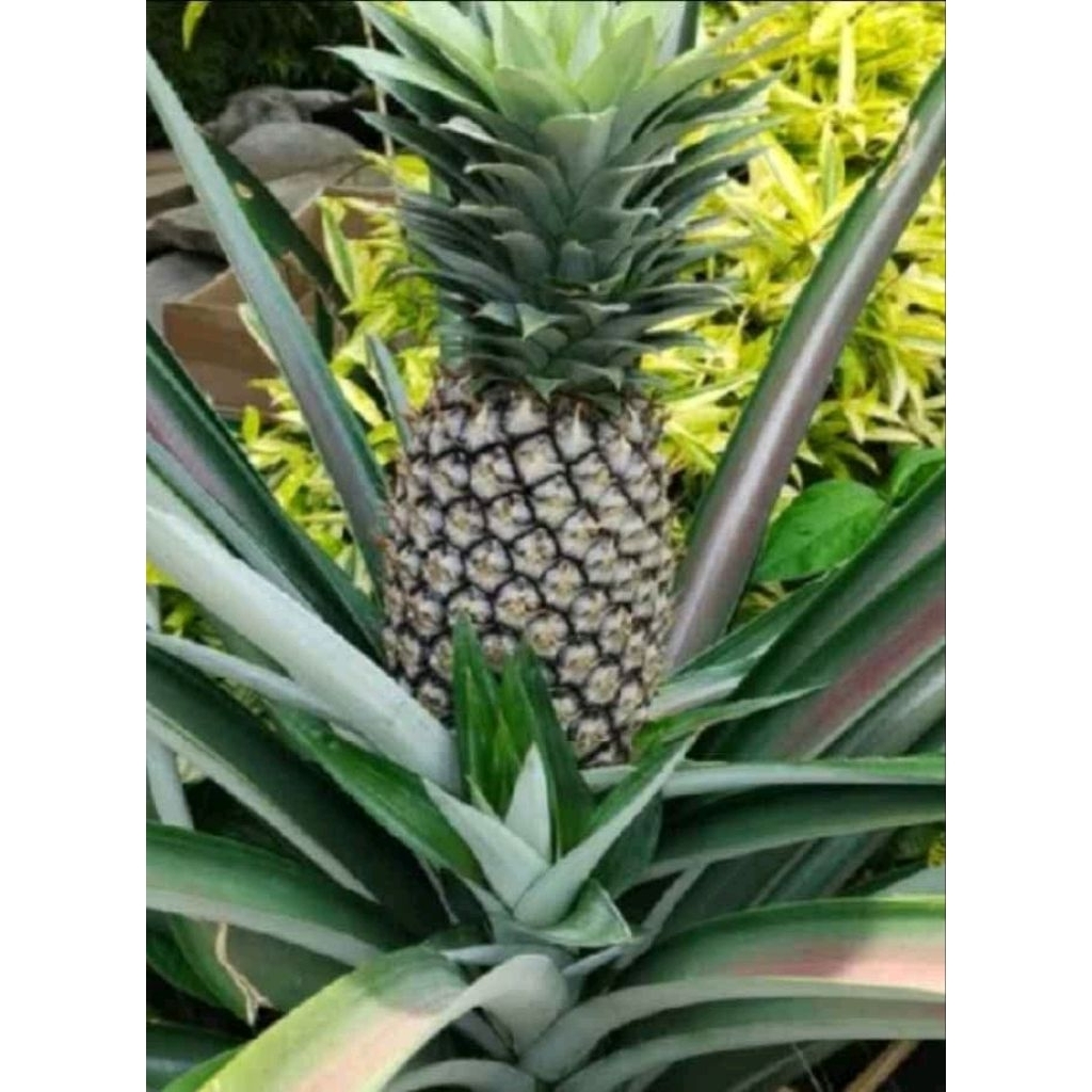 

buah nanas muda segar fress