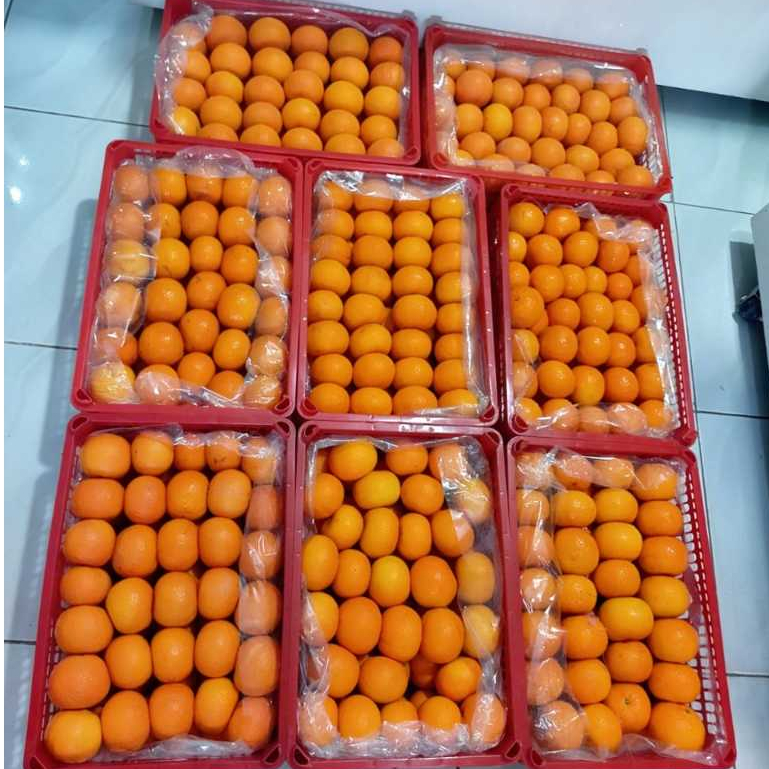 

Jeruk Wokam / Honey Murcot Fresh Manis Premium