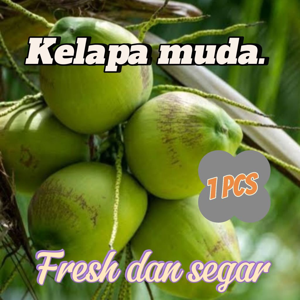 

Kelapa muda segar langsung di ambil dari pohon nya