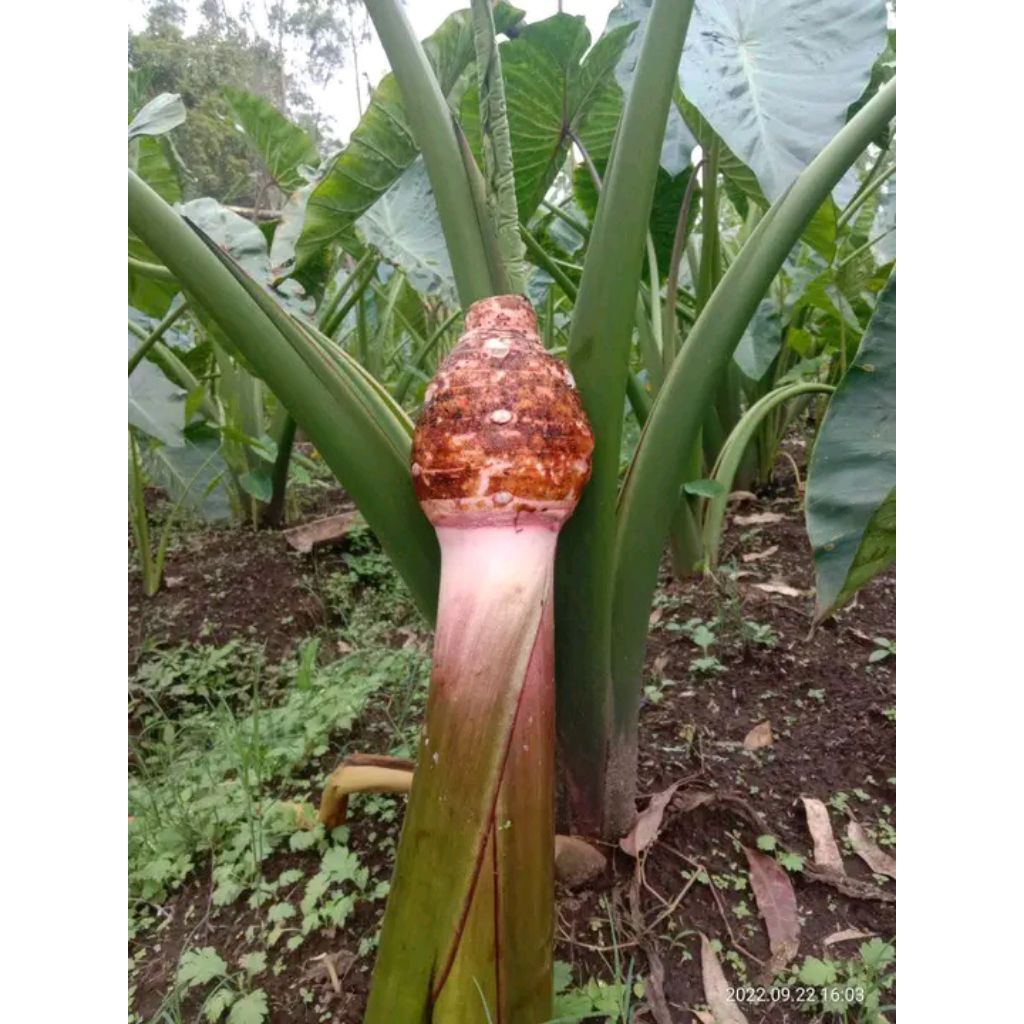 

Umbi Talas Bogor Segar Talas Ketan Super Pulen
