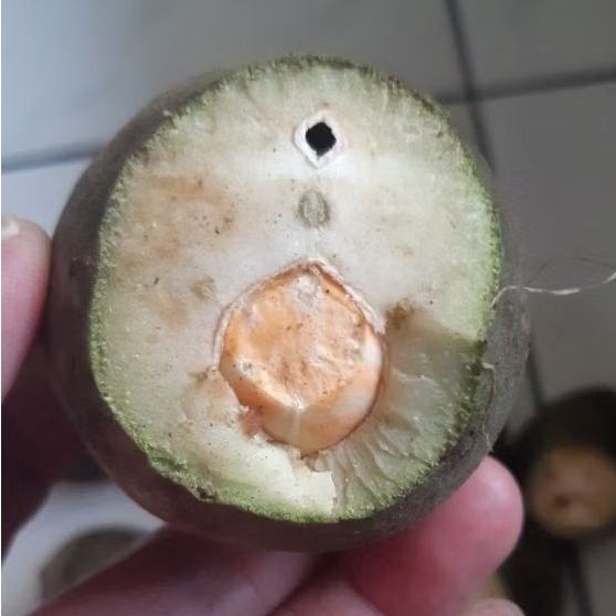 Kemiri Adu Muncang Adu Jawa Ori Cangklongan