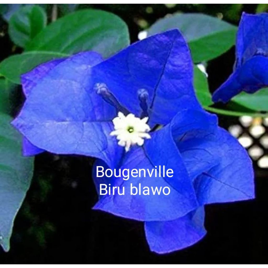 Tanaman hias Bougenville biru blawo