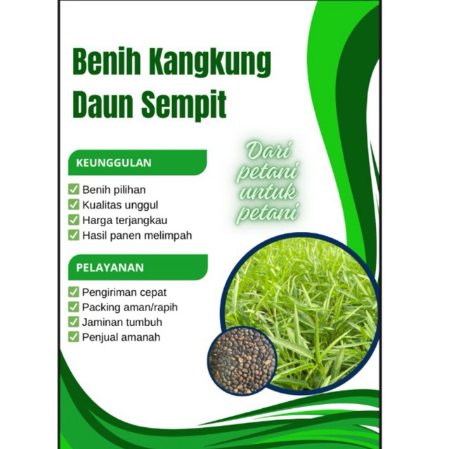 BIBIT KANGKUNG DAUN SEMPIT/BENIH KANGKUNG DAUN SEMPIT 1kg