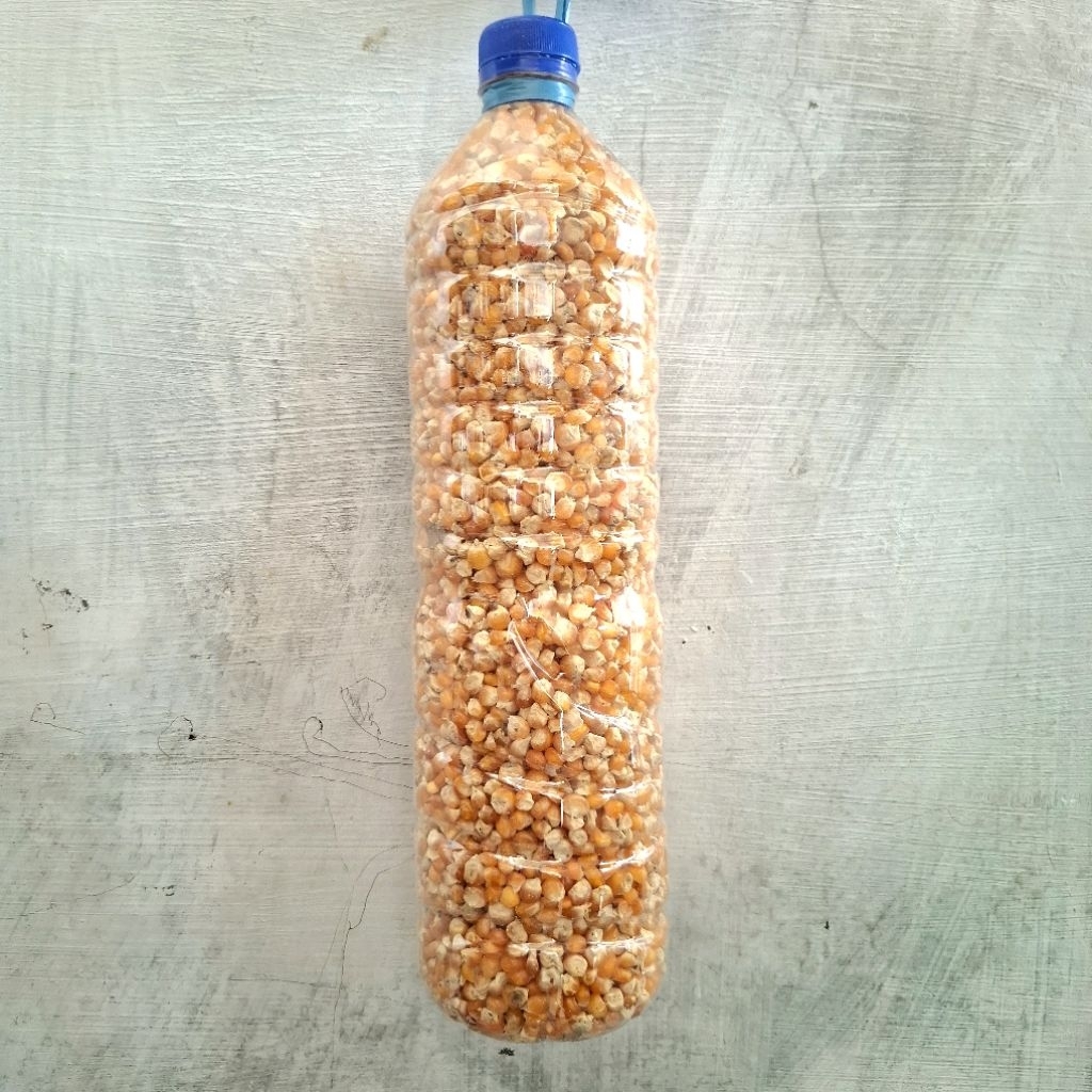 

Jagung pipil untuk pakan ayam