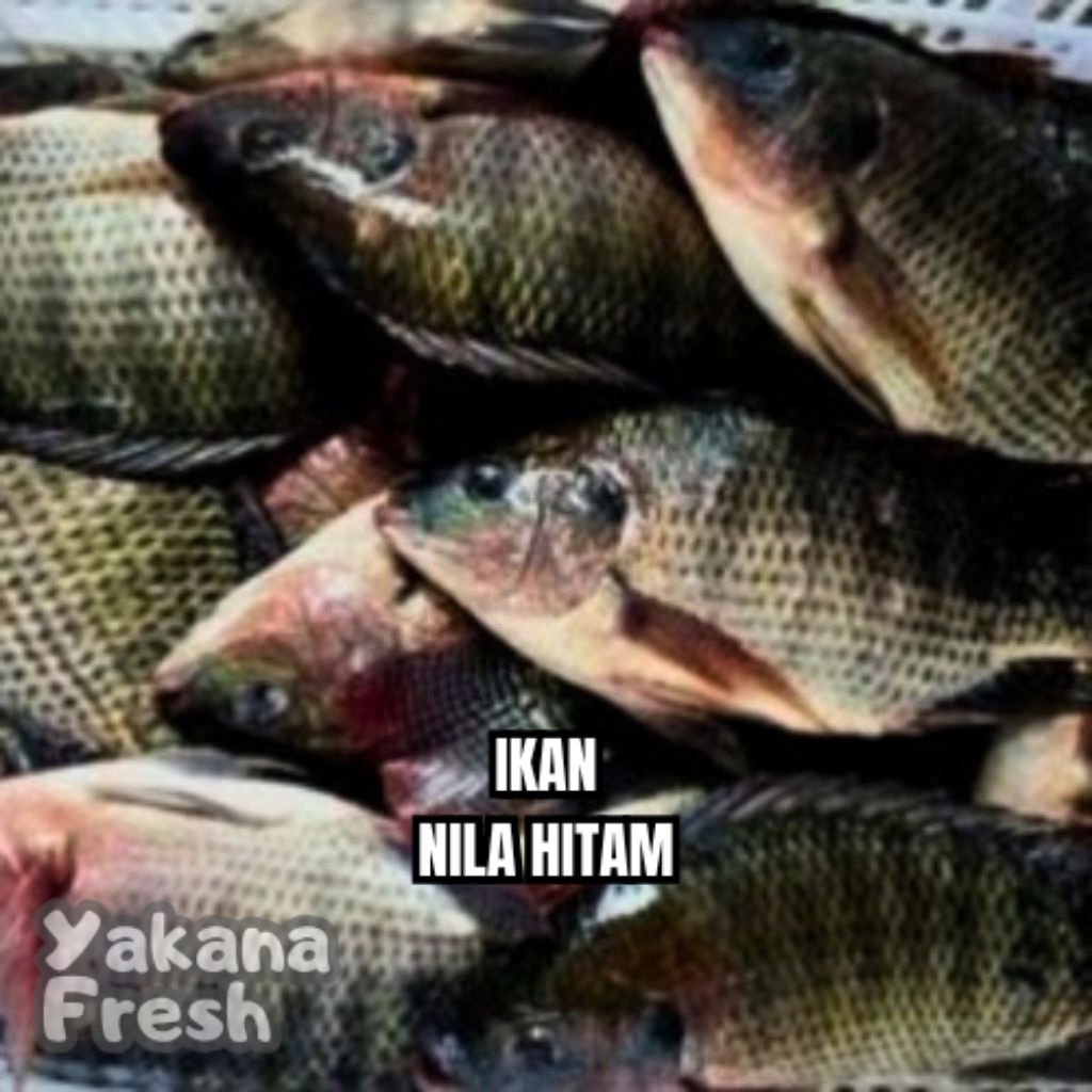 

Ikan Nila Hitam Segar 500g