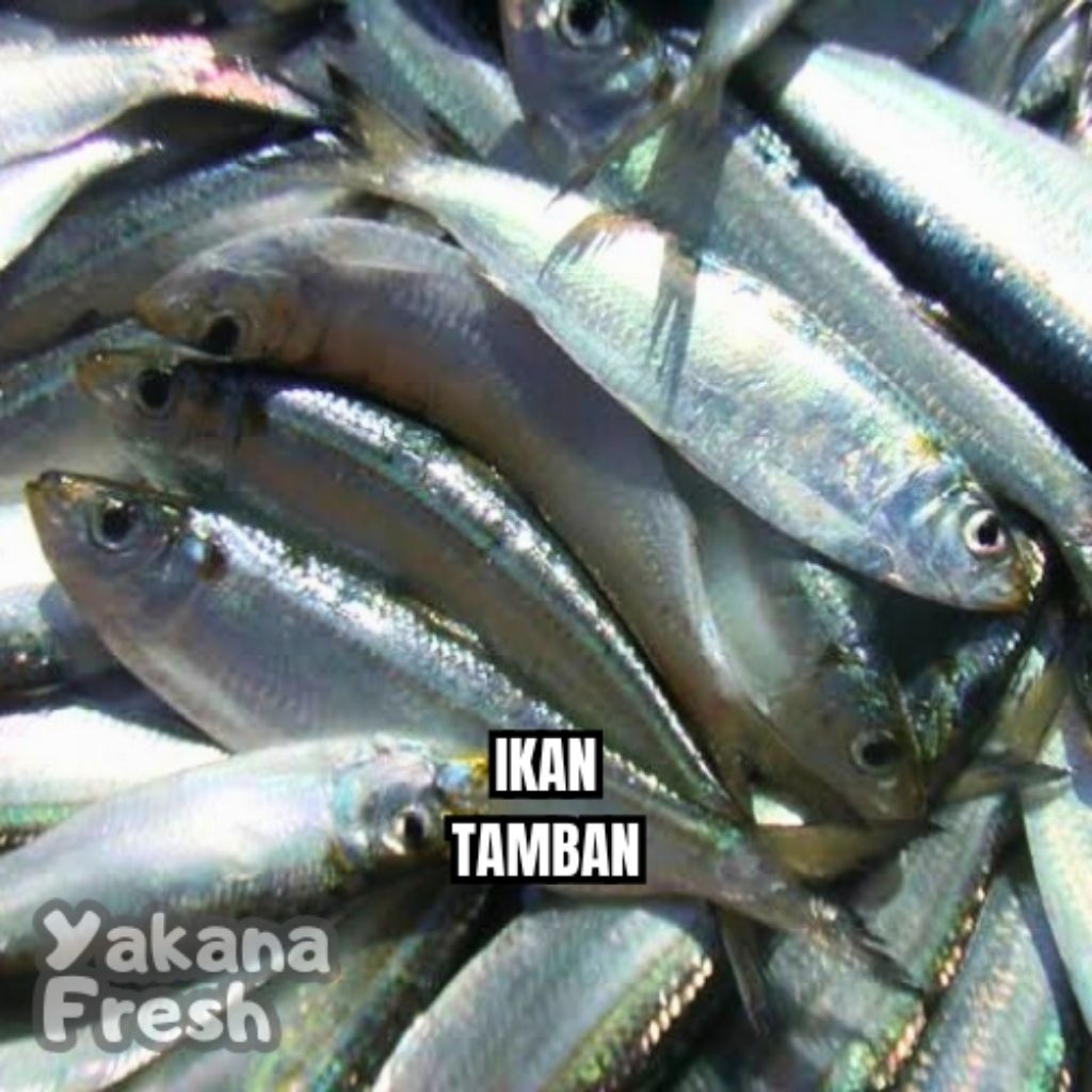 

Ikan Tamban 500g