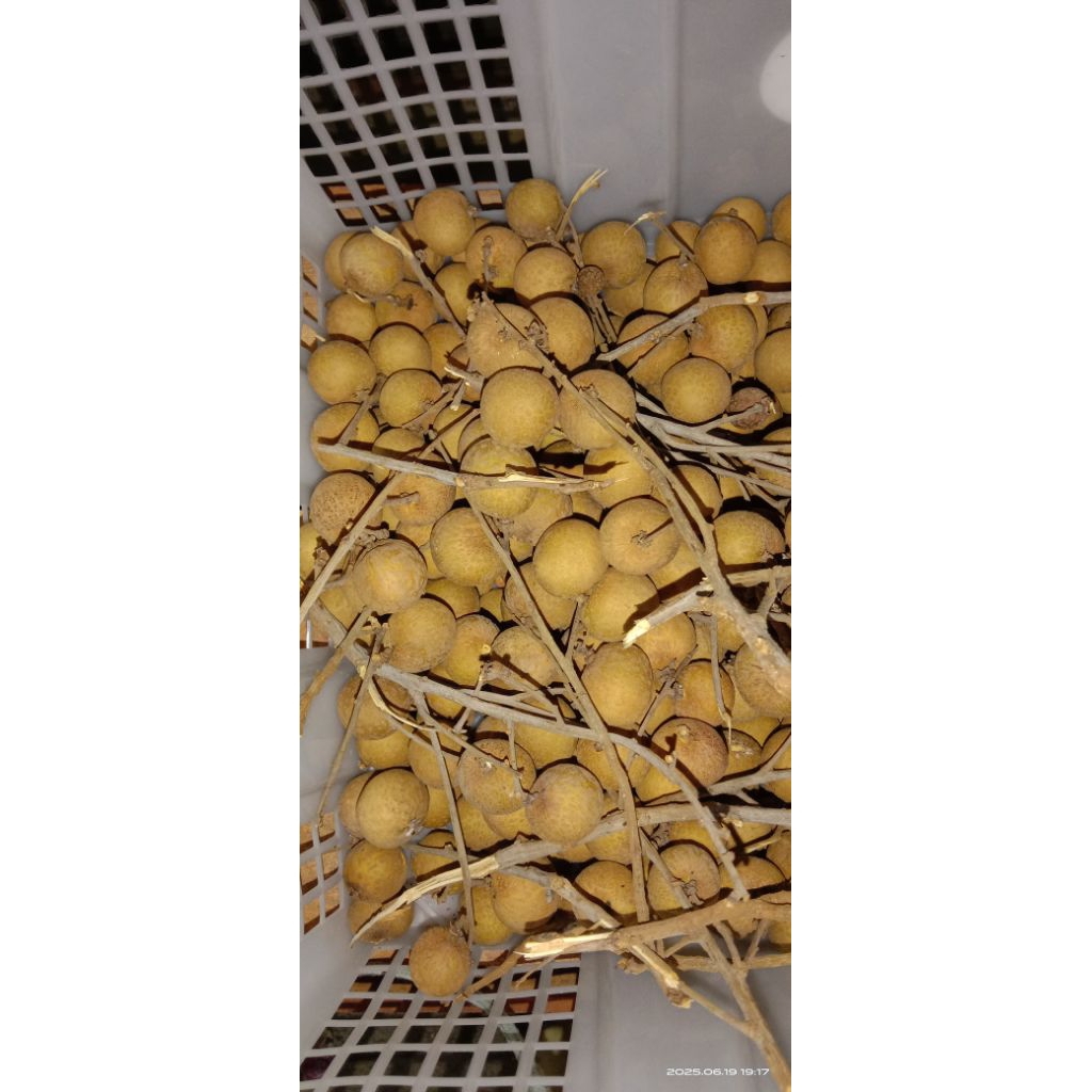 

Kelengkeng super grade 1 500gr